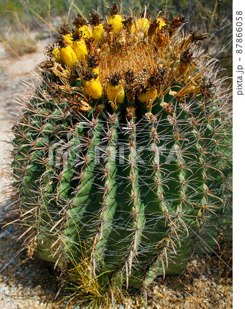 アメリカ・アリゾナ州のサワロ国立公園にてイエローの花が咲いた丸いタマサボテン 87866058
