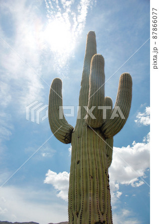 アメリカ・アリゾナ州のサワロ国立公園にて荒野の大地に生える巨大サボテンと青空 87866077
