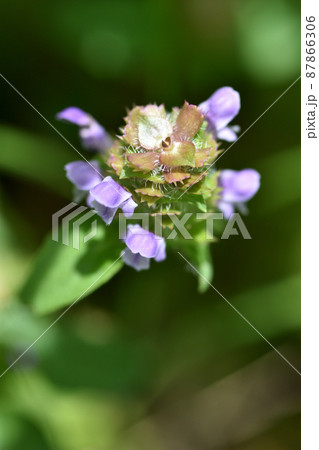 矢を束ねて入れる靱に似ているウツボグサは薄紫色の花を咲かせ、盛夏には枯れることから夏枯草の別名もある 矢を束ねて入れる靱に似ているウツボグサは薄紫色の花を咲かせ、盛夏には枯れることから夏枯草の別名もある 87866306