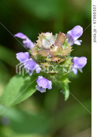 矢を束ねて入れる靱に似ているウツボグサは薄紫色の花を咲かせ、盛夏には枯れることから夏枯草の別名もある 87866307