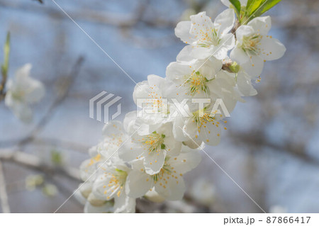 早春に咲く白い花桃 早春に咲く白い花桃 87866417