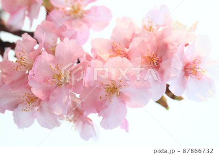 河津桜4155 87866732