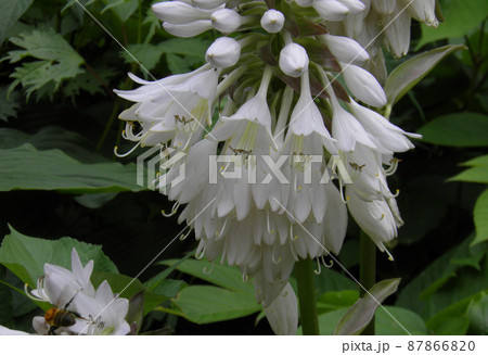 福島県羽鳥湖の白花のギボウシ 福島県羽鳥湖の白花のギボウシ 87866820
