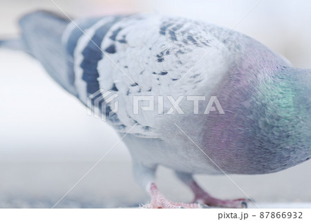 道端のハト　 87866932