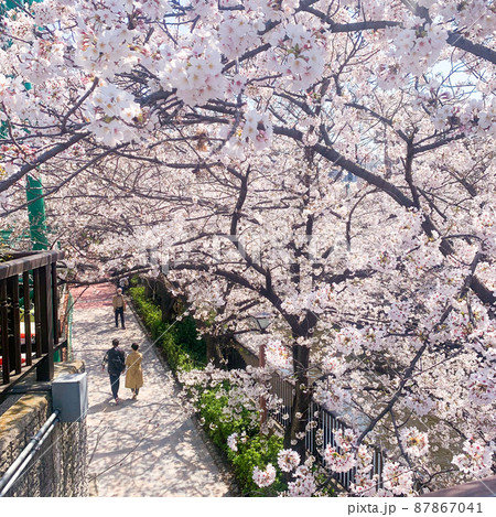 目黒川の桜 目黒川の桜 87867041