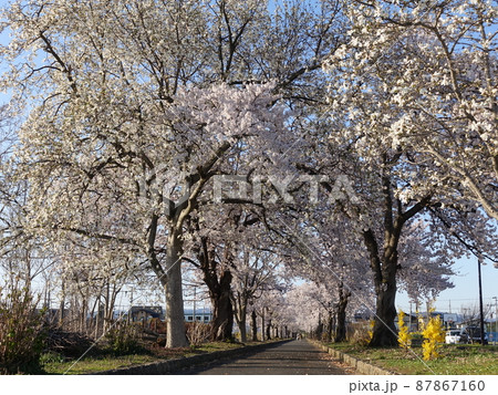満開の桜 さくら サクラ まほろばの緑道 満開の桜 さくら サクラ まほろばの緑道 87867160