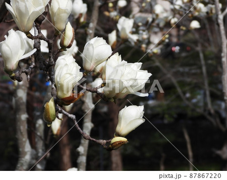 ハクモクレン　Lilytree 87867220