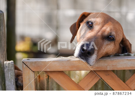 つぶらな瞳でこちらを見る犬 つぶらな瞳でこちらを見る犬 87867234