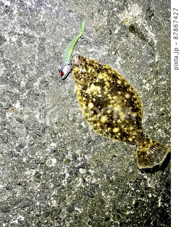 釣れたヒラメ(ソゲ) 87867427