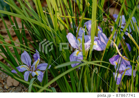 ウインターアイリスの花 87867741