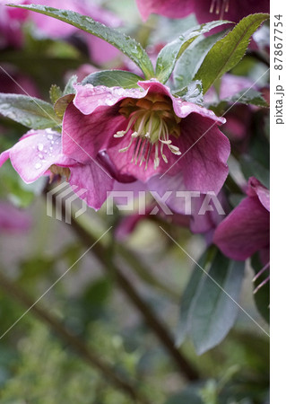 春に咲いた紫色のクリスマスローズ 87867754