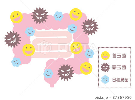 腸内フローラ　腸内細菌 87867950