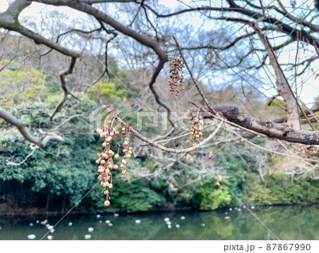 寒中の栗林公園（1月中旬） 87867990