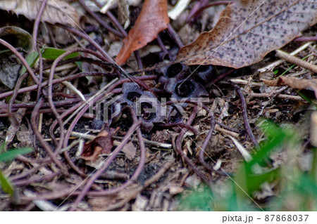 冬に咲く花　ゼニバサイシン 87868037
