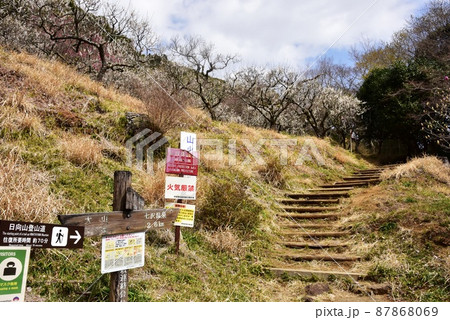 伊勢原市　日向山登山道入口と日向梅園の満開梅 87868069