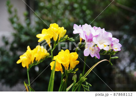 フリージア Freesia フリージア Freesia 87868112