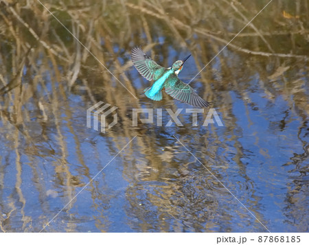 川辺のカワセミ。 87868185