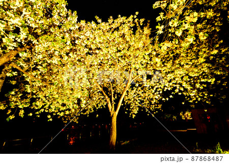 夜空にライトアップされた黄桜 87868487