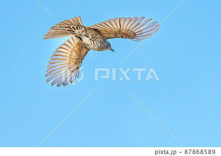 飛翔するヒヨドリ 87868589