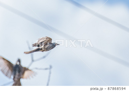 飛翔するヒヨドリ 87868594
