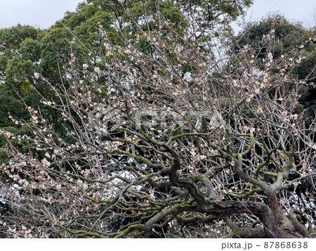 大寒の栗林公園(1月下旬・ウメ) 大寒の栗林公園(1月下旬・ウメ) 87868638
