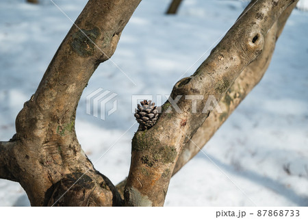 ミツバツツジと松ぼっくり ミツバツツジと松ぼっくり 87868733