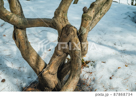 ミツバツツジの樹形 ミツバツツジの樹形 87868734