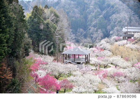 月ヶ瀬梅渓(梅林公園)　【奈良県月ヶ瀬村】 87869096