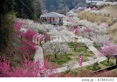 月ヶ瀬梅渓(梅林公園) 【奈良県月ヶ瀬村】 月ヶ瀬梅渓(梅林公園) 【奈良県月ヶ瀬村】 87869103