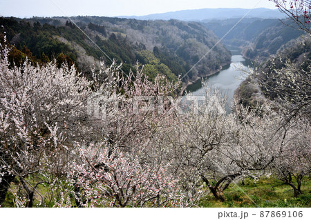 月ヶ瀬梅渓(月ヶ瀬湖と梅の花)　【奈良県月ヶ瀬村】 87869106