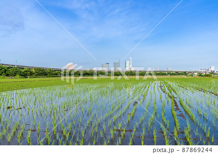 「埼玉県」さいたま市・田植えの終わった美しい見沼田んぼの風景 「埼玉県」さいたま市・田植えの終わった美しい見沼田んぼの風景 87869244