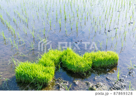 「埼玉県」さいたま市・田植えが終わった美しい見沼田んぼ 「埼玉県」さいたま市・田植えが終わった美しい見沼田んぼ 87869328