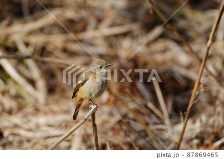 野鳥観察冬鳥ジョウビタキ♀ 野鳥観察冬鳥ジョウビタキ♀ 87869465
