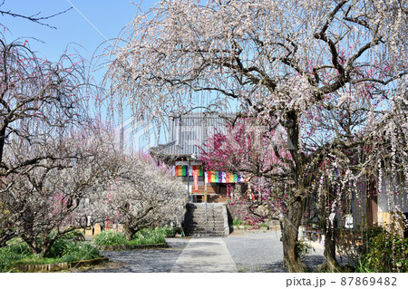 真福寺(月ヶ瀬梅渓)　【奈良県月ヶ瀬村】 87869482