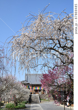 真福寺(月ヶ瀬梅渓) 【奈良県月ヶ瀬村】 真福寺(月ヶ瀬梅渓) 【奈良県月ヶ瀬村】 87869485