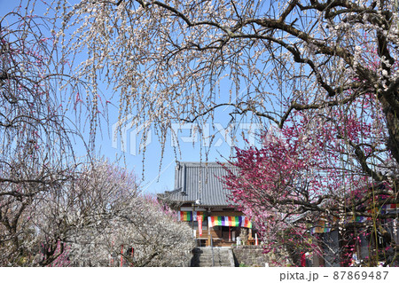 真福寺(月ヶ瀬梅渓) 【奈良県月ヶ瀬村】 真福寺(月ヶ瀬梅渓) 【奈良県月ヶ瀬村】 87869487