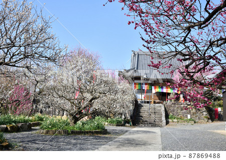 真福寺(月ヶ瀬梅渓) 【奈良県月ヶ瀬村】 真福寺(月ヶ瀬梅渓) 【奈良県月ヶ瀬村】 87869488