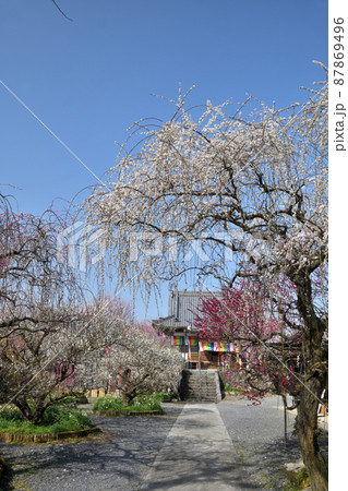 真福寺(月ヶ瀬梅渓) 【奈良県月ヶ瀬村】 真福寺(月ヶ瀬梅渓) 【奈良県月ヶ瀬村】 87869496