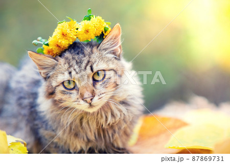Portrait of the Siberian cat in the autumn garden 87869731