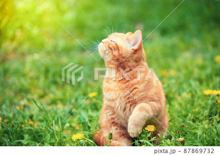 Ginger kitten walking in the grass with dandelions on a summer sunny day 87869732