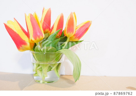 黄色とオレンジの花びらのチューリップ 87869762