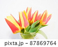 黄色とオレンジの花びらのチューリップ 87869764