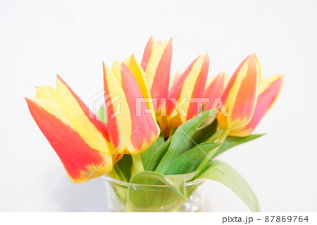 黄色とオレンジの花びらのチューリップ 87869764