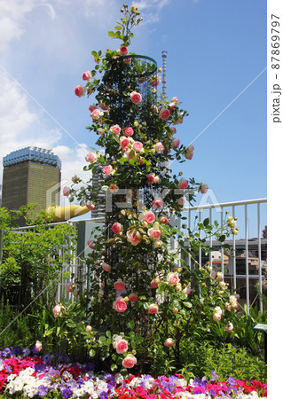 白とピンクのバラのトーテンポールは小さな公園にあった。キレイに咲きそろってお出迎え 87869797