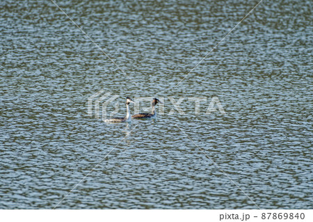 冬鳥カンムリカイツブリのペア 87869840