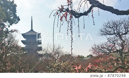 東寺の梅林 五重塔 ／ 写真 87870298
