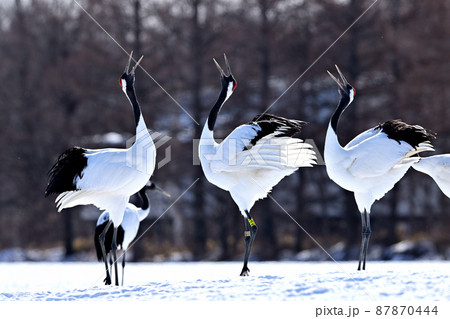 丹頂鶴・鳴き合い 87870444