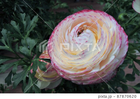 ラナンキュラス　Ranunculus　(Buttercup) 紅白 87870620