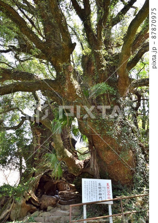 【しまなみ海道】大三島、パワースポット「生樹の御門」 87870975