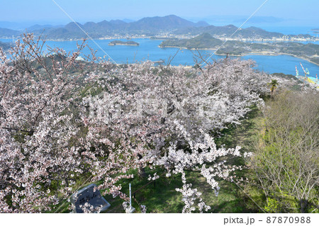 【しまなみ海道】岩城島、展望台からの絶景と満開のさくら 【しまなみ海道】岩城島、展望台からの絶景と満開のさくら 87870988